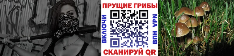 Галлюциногенные грибы Psilocybine cubensis Володарск